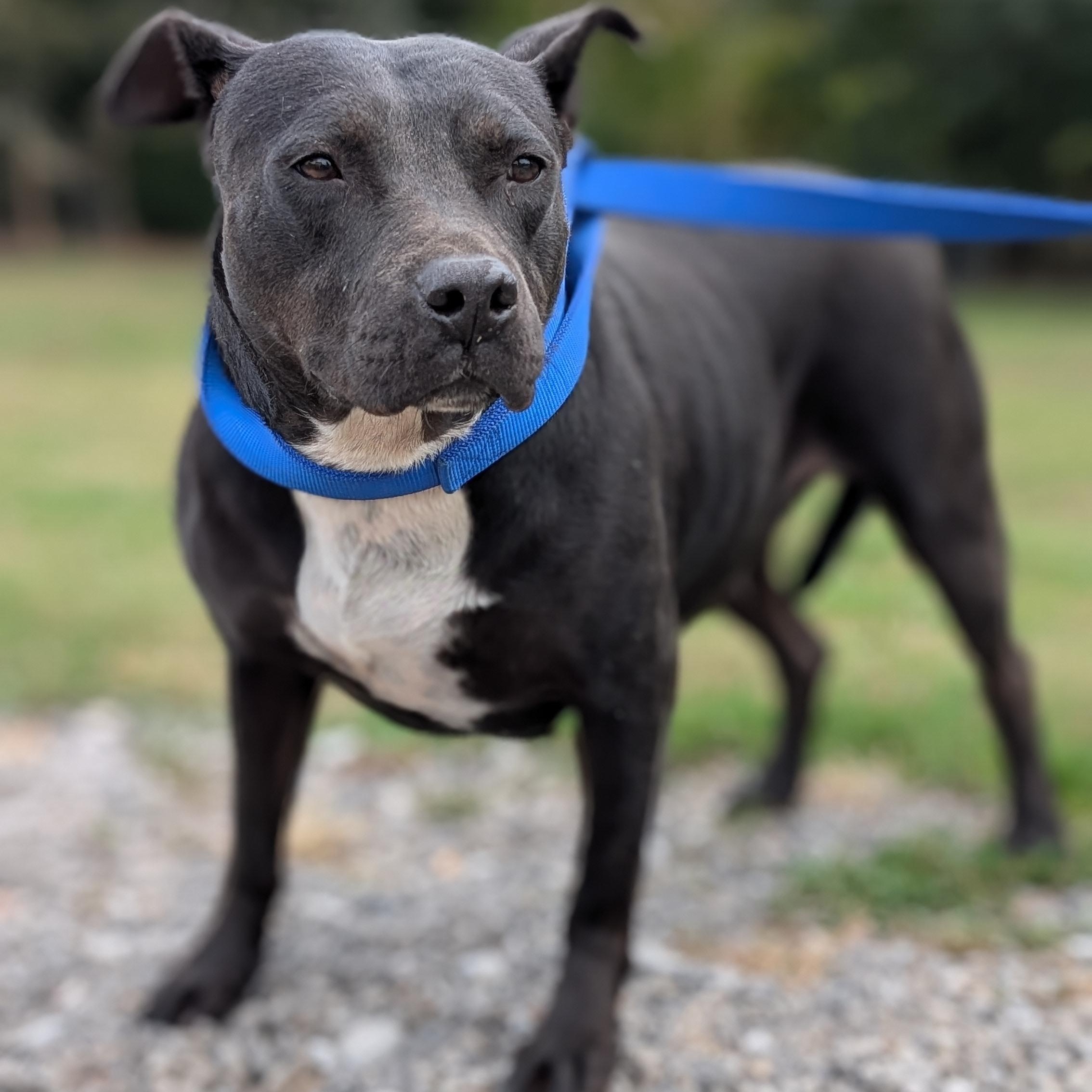 Matilda, a Adoptable mixed breed in Joppa, AL image 1/6