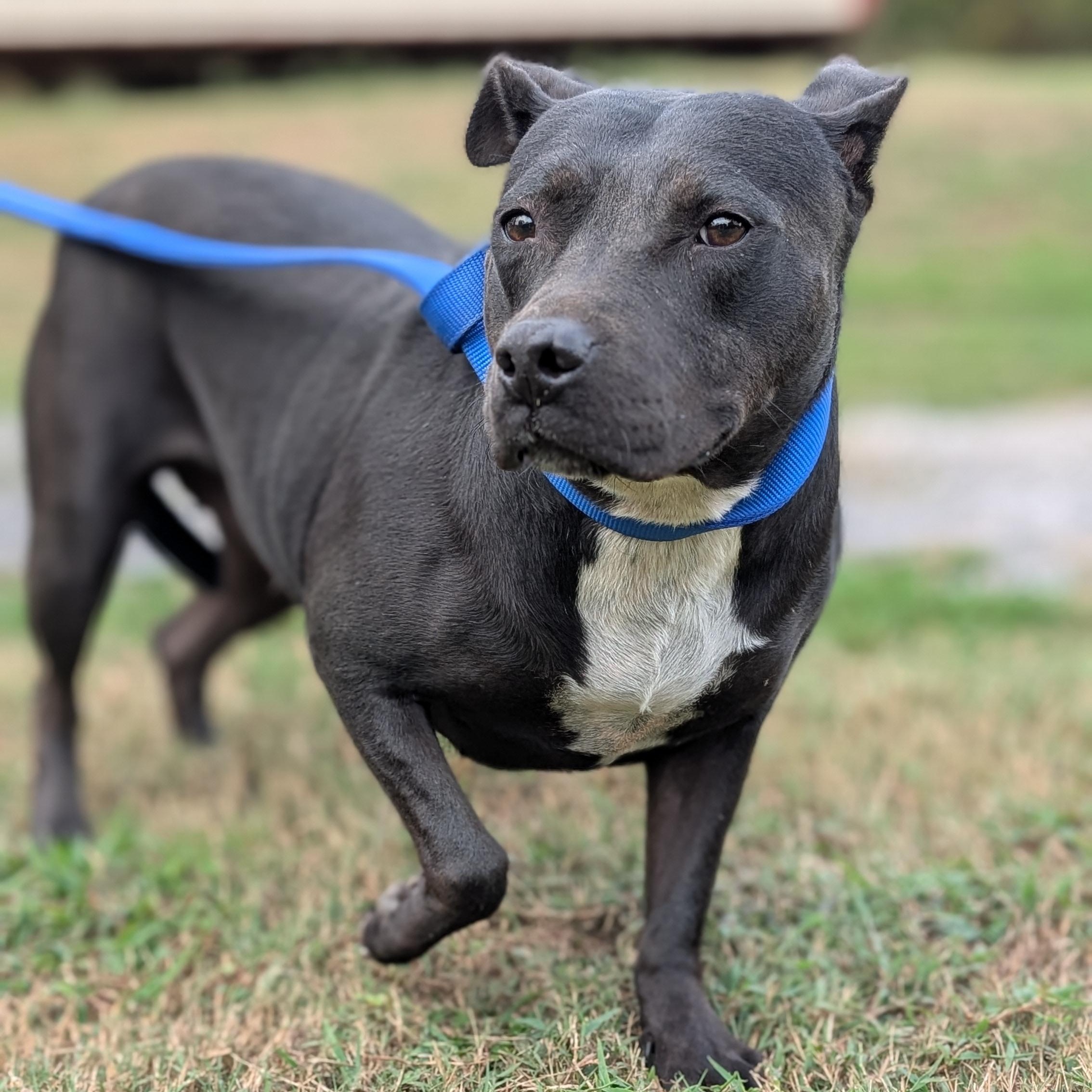 Matilda, a Adoptable mixed breed in Joppa, AL image 2/6
