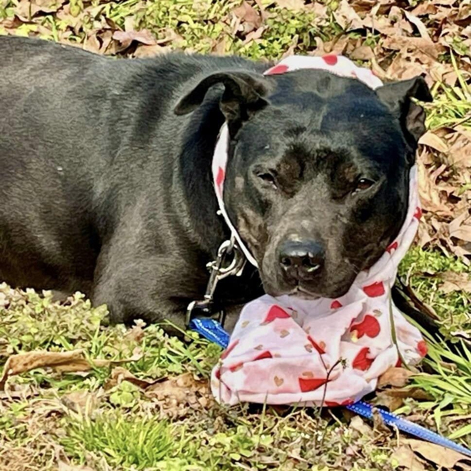 Matilda, a Adoptable mixed breed in Joppa, AL image 6/6