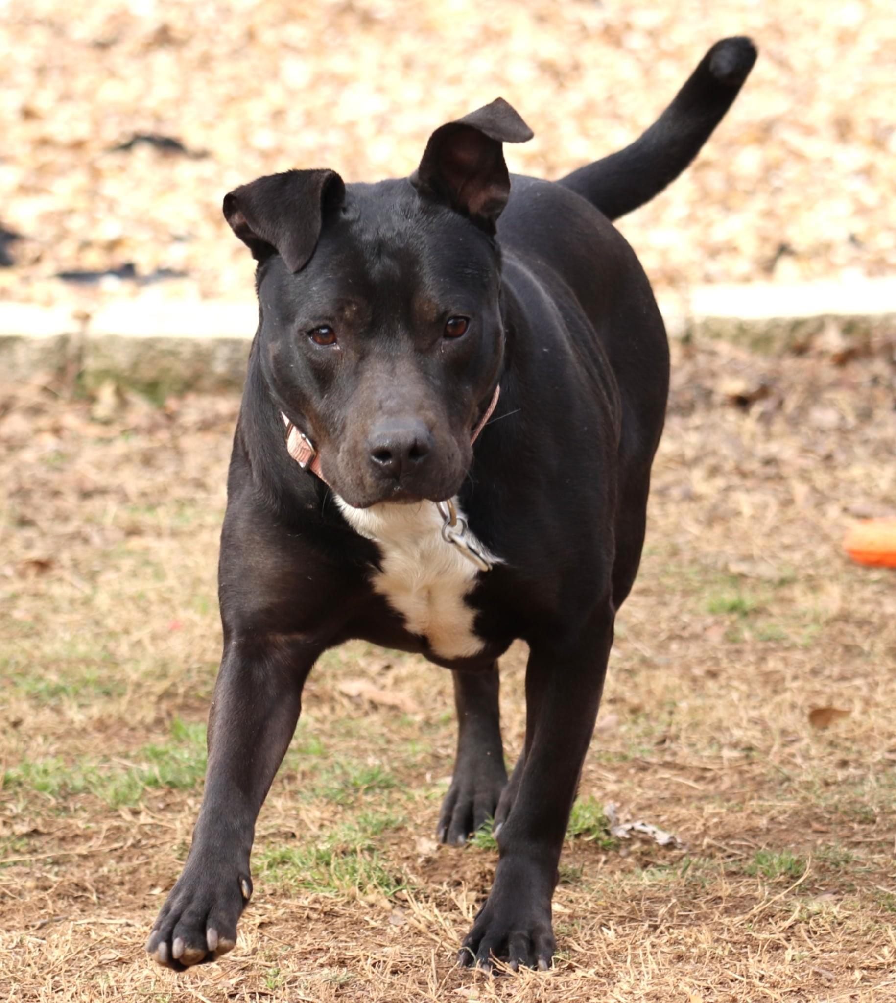 Matilda, an adopted mixed breed in Joppa, AL image 4/6