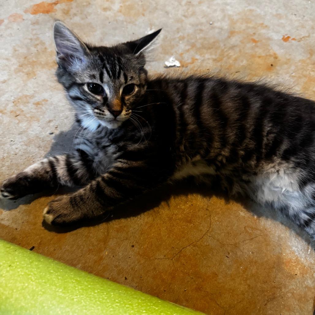 Tony, a Adoptable Domestic Medium Hair in Lynchburg, VA image 1/2