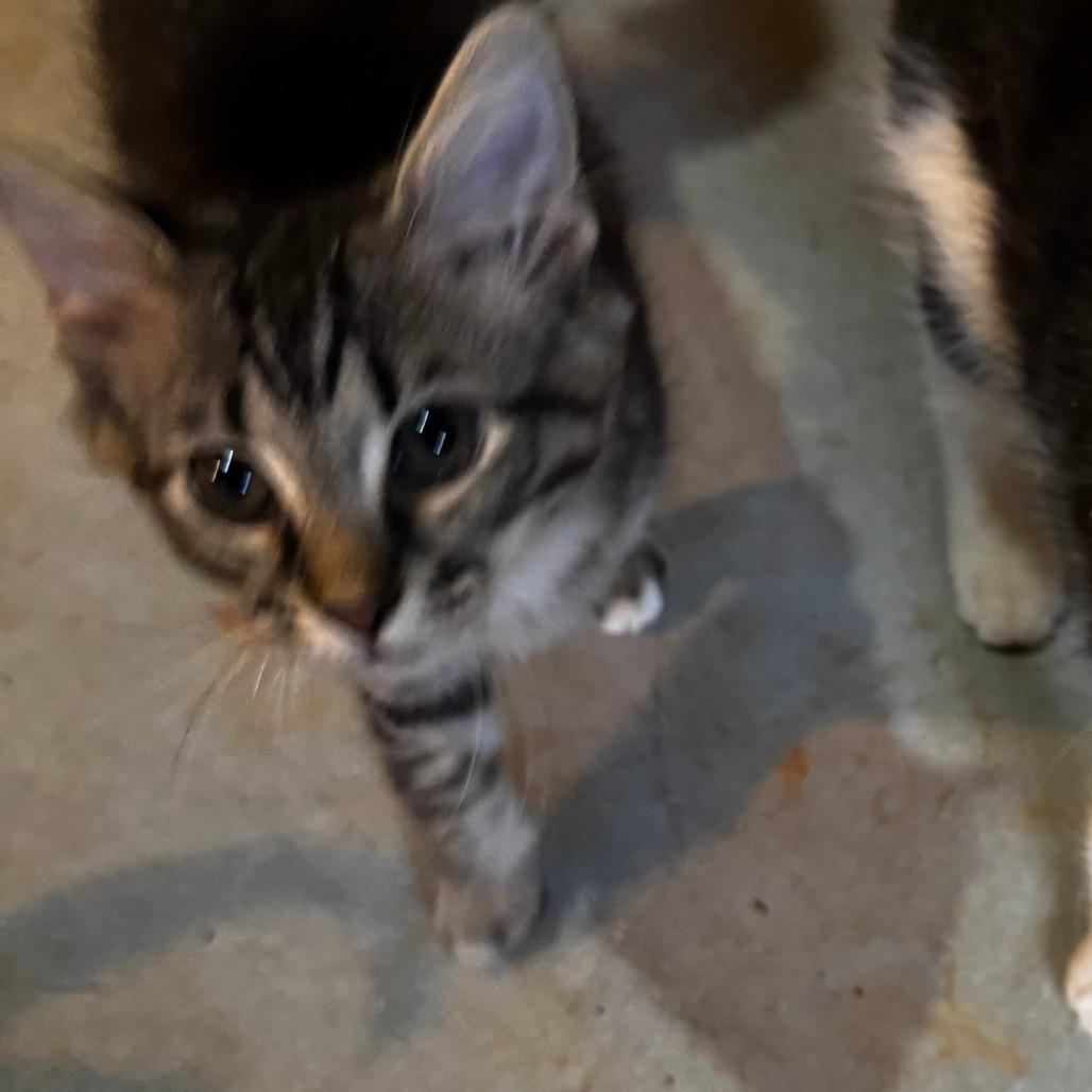 Tony, a Adoptable Domestic Medium Hair in Lynchburg, VA image 2/2