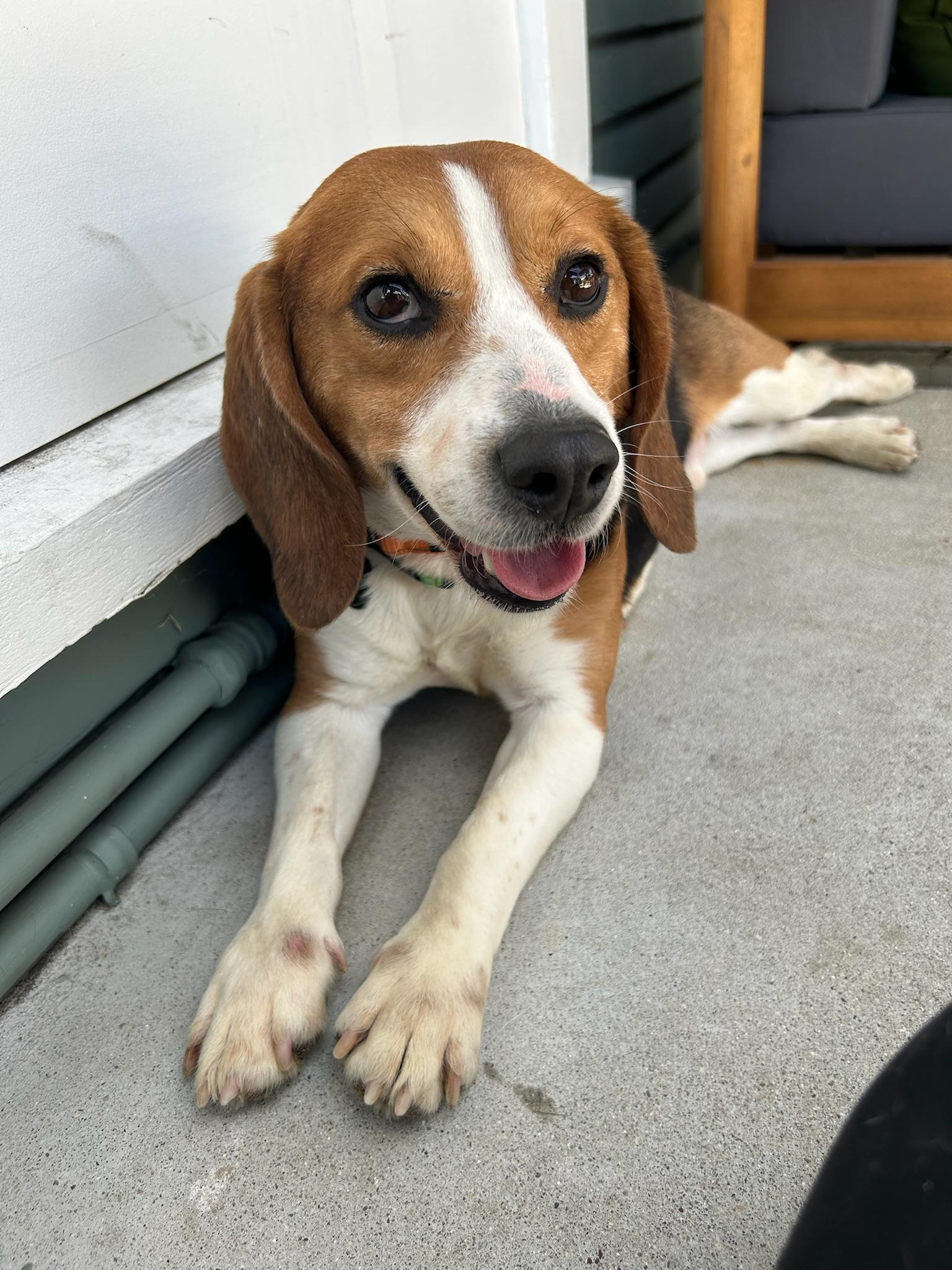 Murdoch, Adopted, Adult Male Beagle.