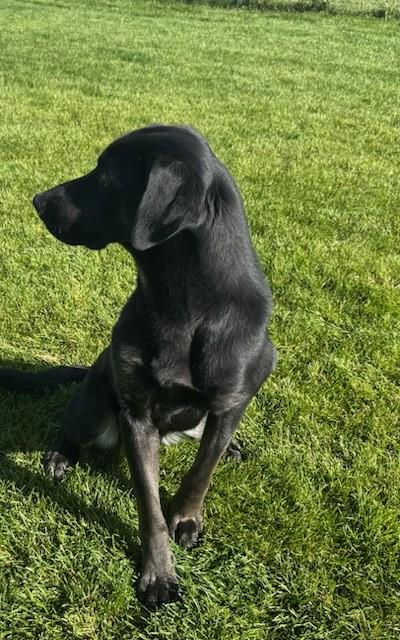 Enlarge Bear, a Adoptable mixed breed in Missoula, MT image 1/3