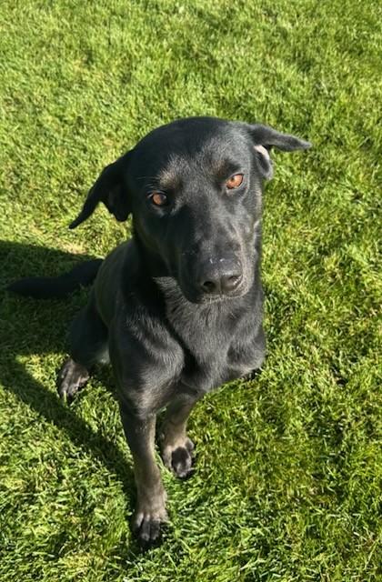 Enlarge Bear, a Adoptable mixed breed in Missoula, MT image 2/3