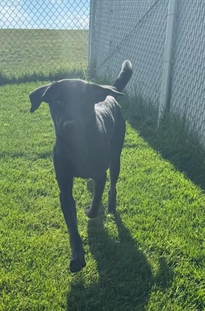 Enlarge Bear, a Adoptable mixed breed in Missoula, MT image 3/3