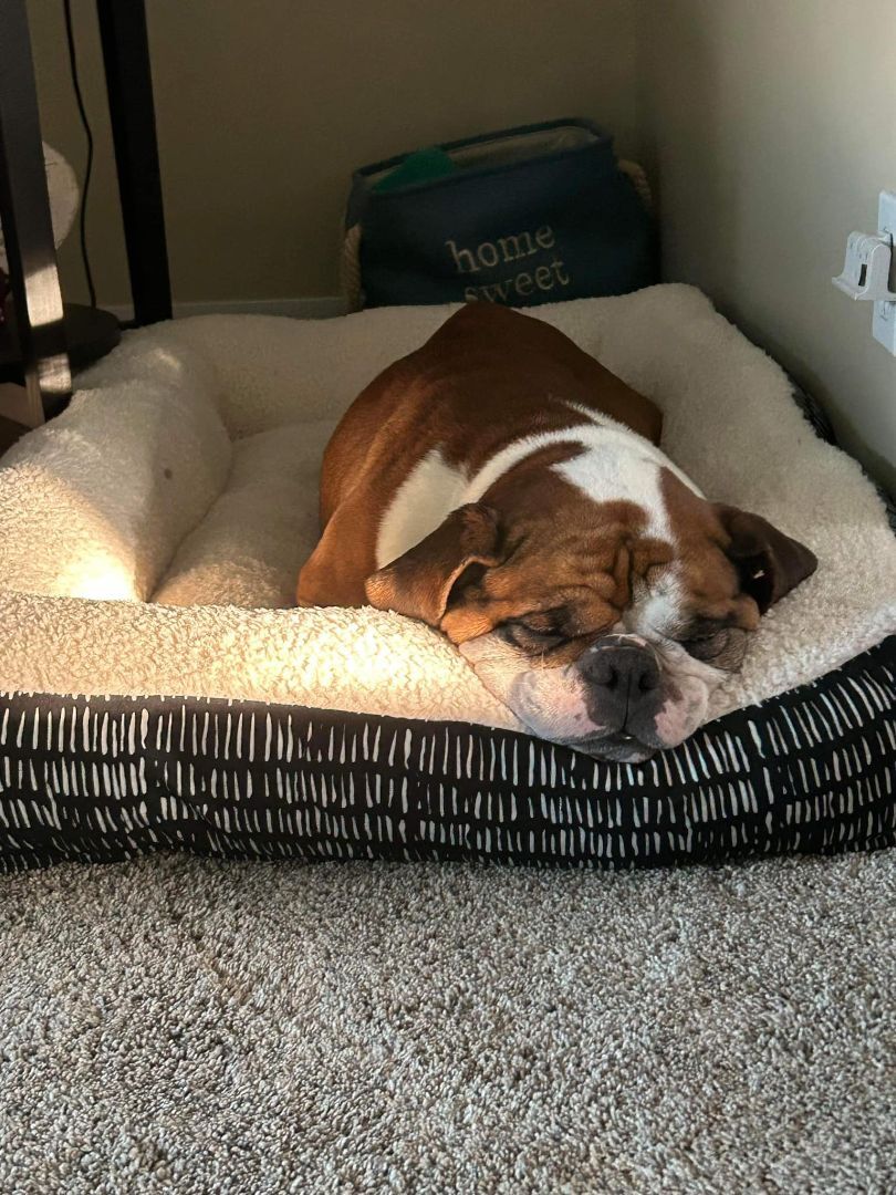 Enlarge Buddy, a Adopted English Bulldog in St. Clair Shores, MI image 1/3