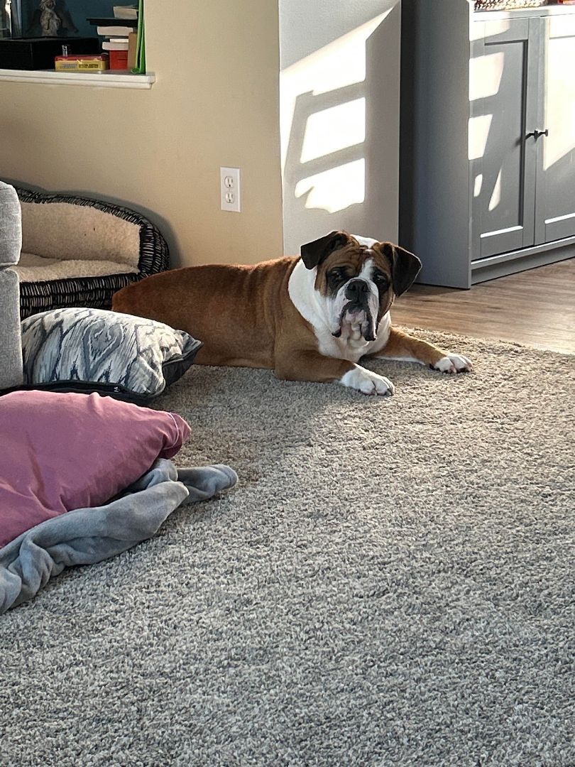 Enlarge Buddy, a Adopted English Bulldog in St. Clair Shores, MI image 2/3