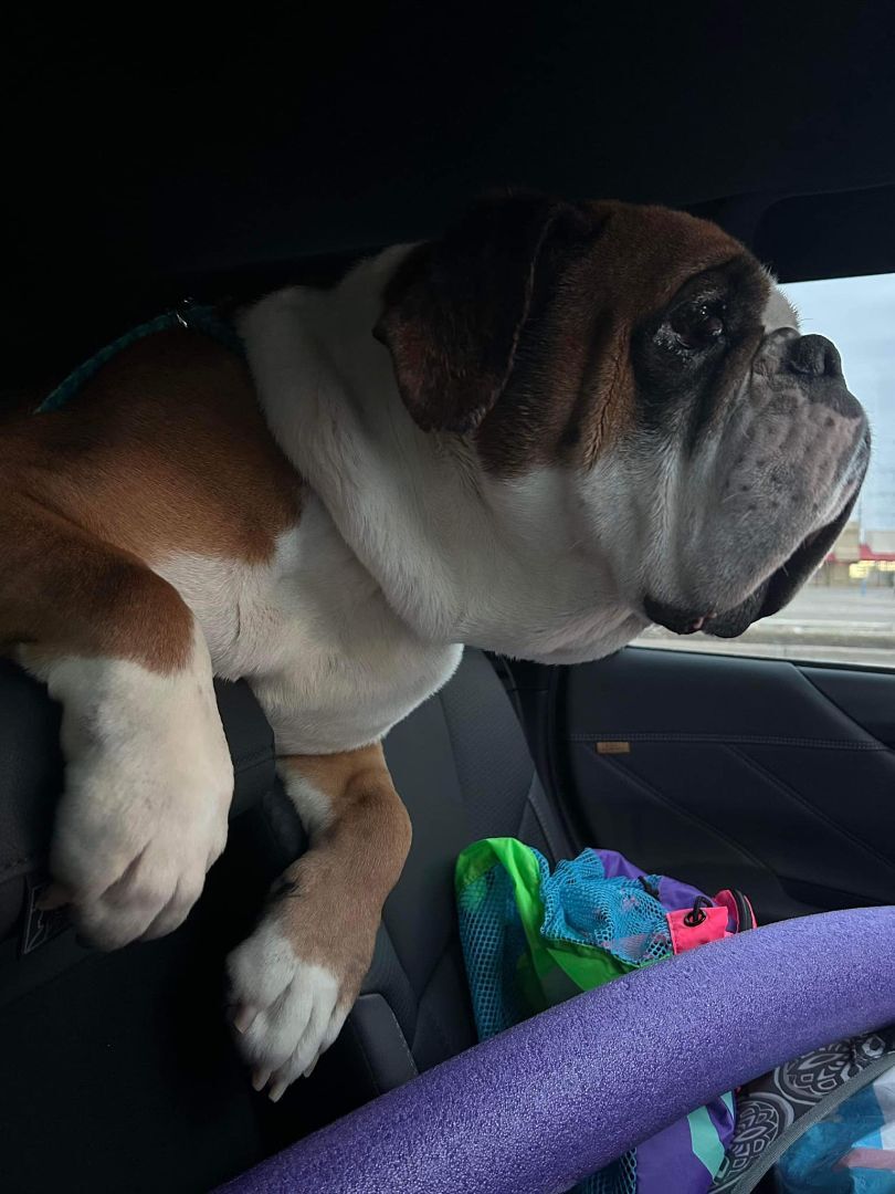 Enlarge Buddy, a Adopted English Bulldog in St. Clair Shores, MI image 3/3