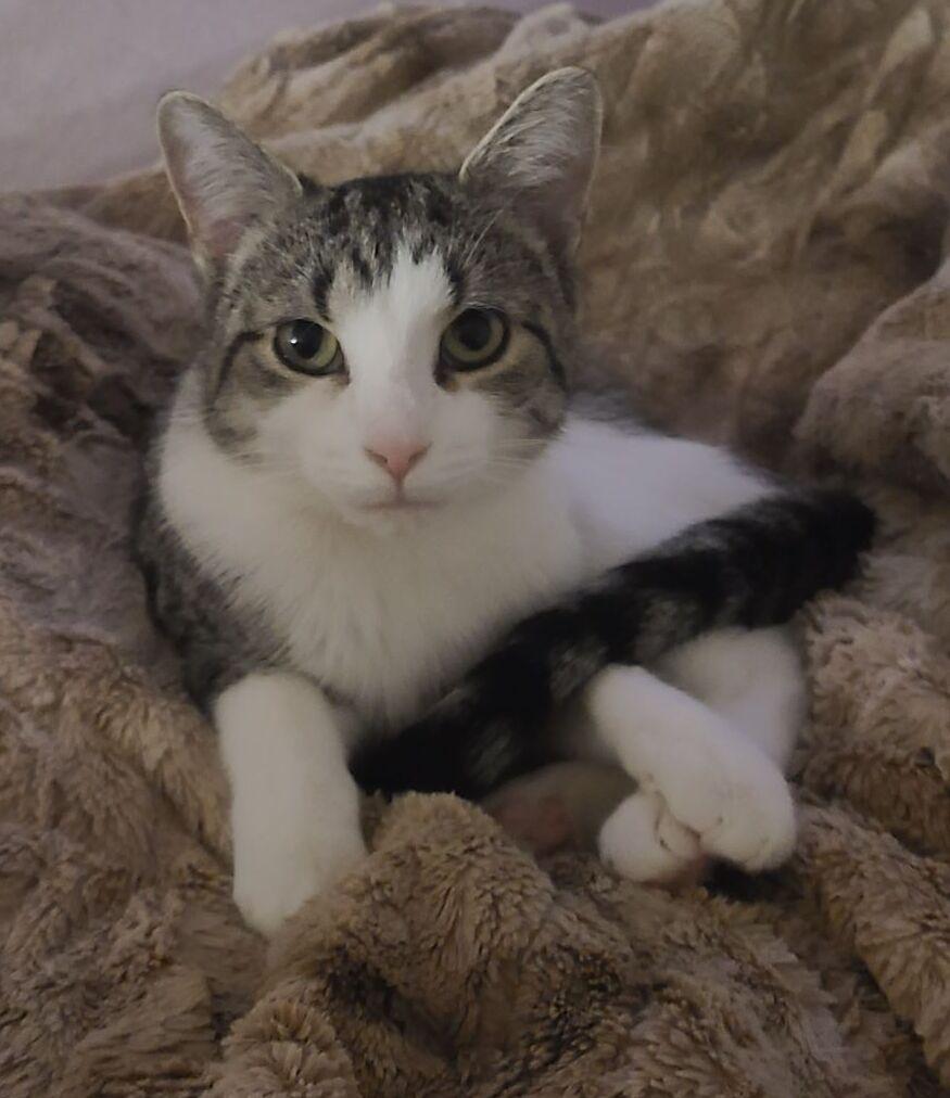 Rhyme, Adoptable, Young Female Domestic Short Hair.