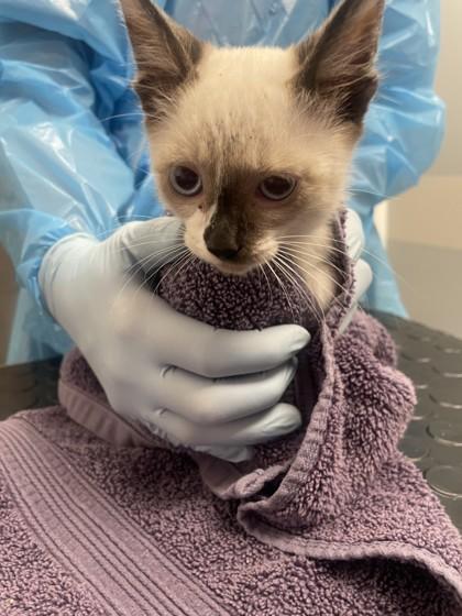 Crab Fisherman, Adoptable, Kitten Male Siamese & Domestic Short Hair.