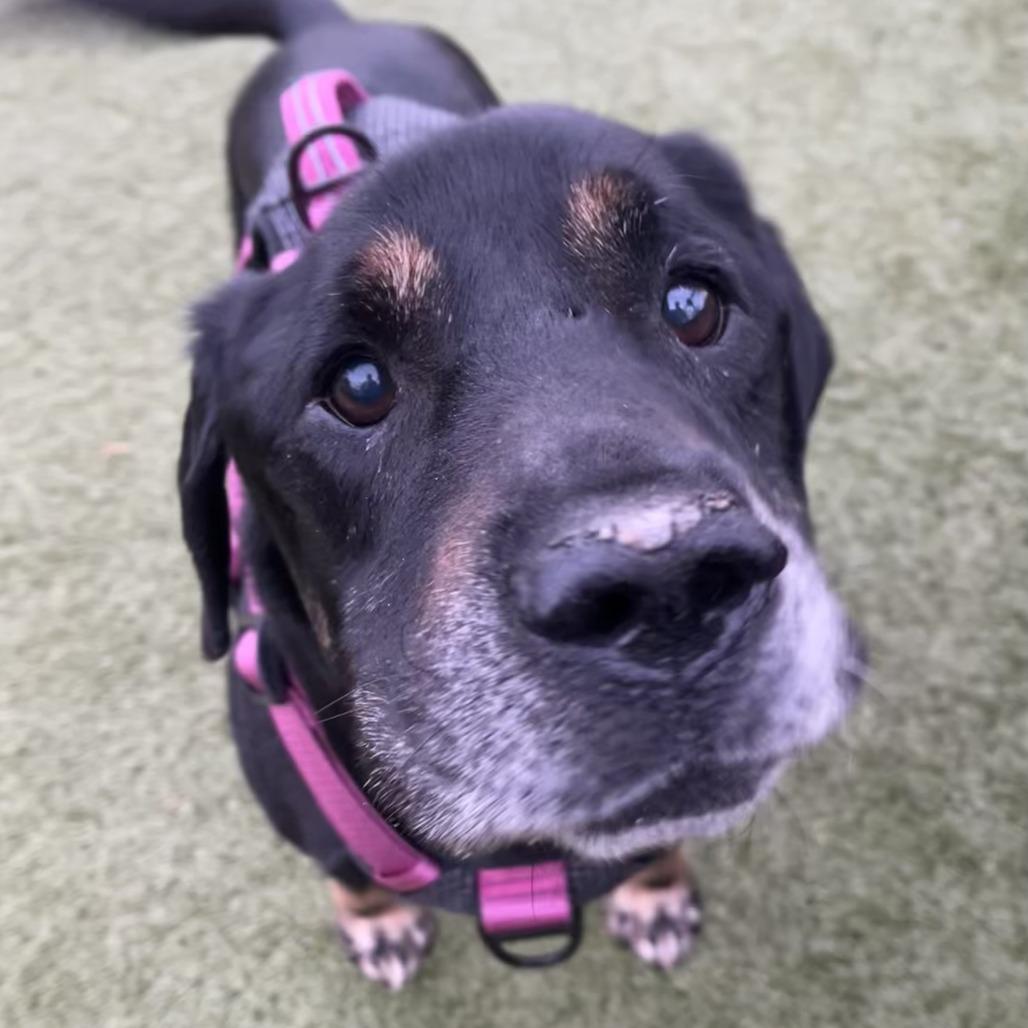 Enlarge Dobbie, a Adoptable mixed breed in Charlottesville, VA image 1/6