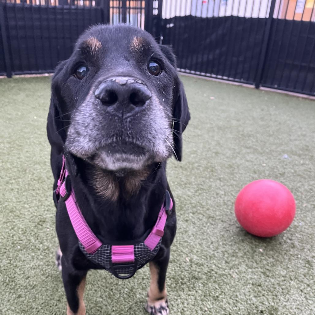 Enlarge Dobbie, a Adoptable mixed breed in Charlottesville, VA image 2/6