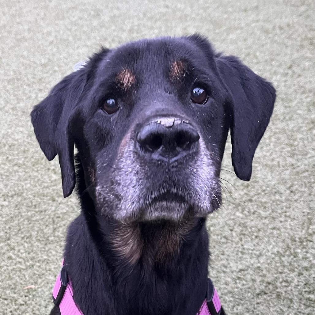 Enlarge Dobbie, a Adoptable mixed breed in Charlottesville, VA image 3/6