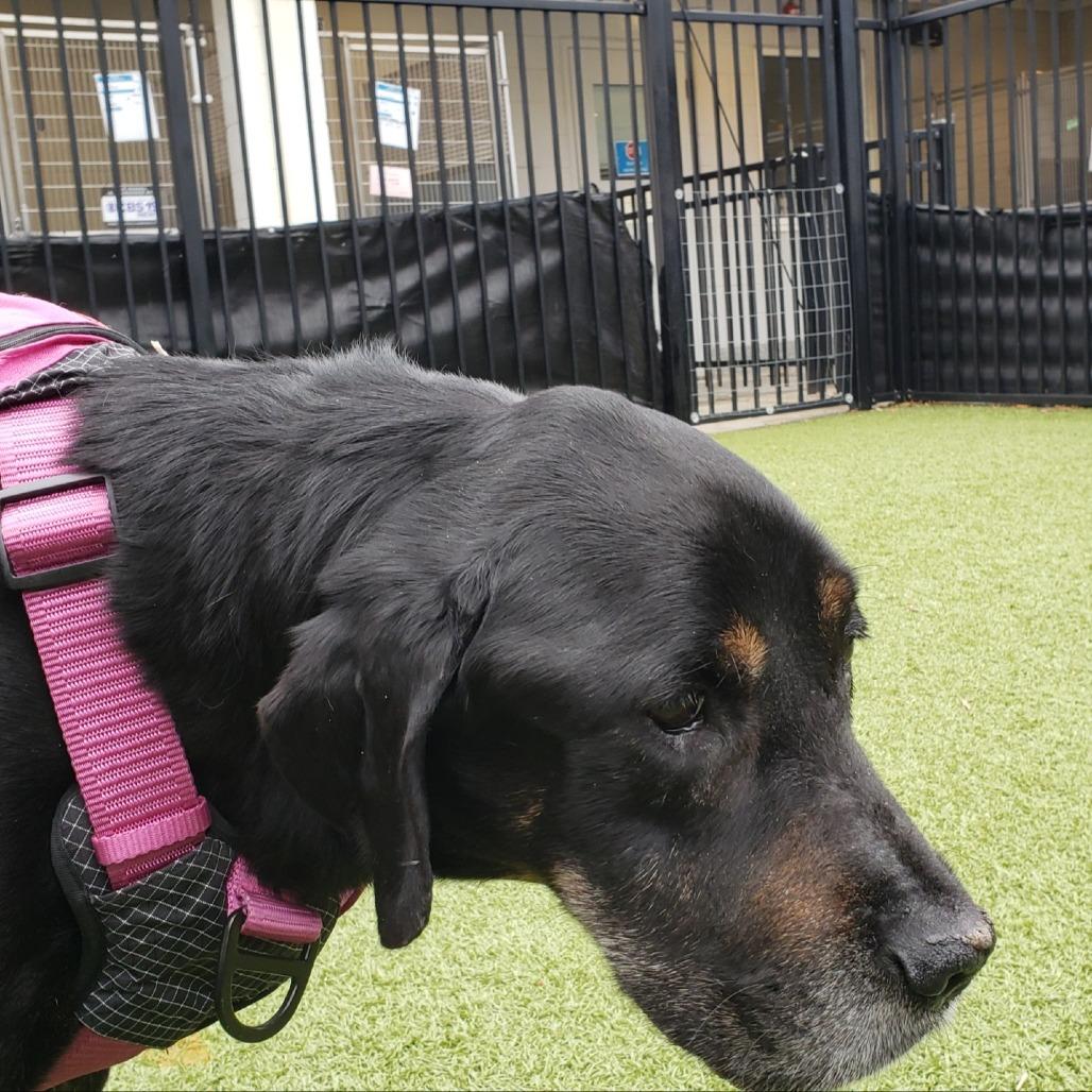 Dobbie — thumbnail 4