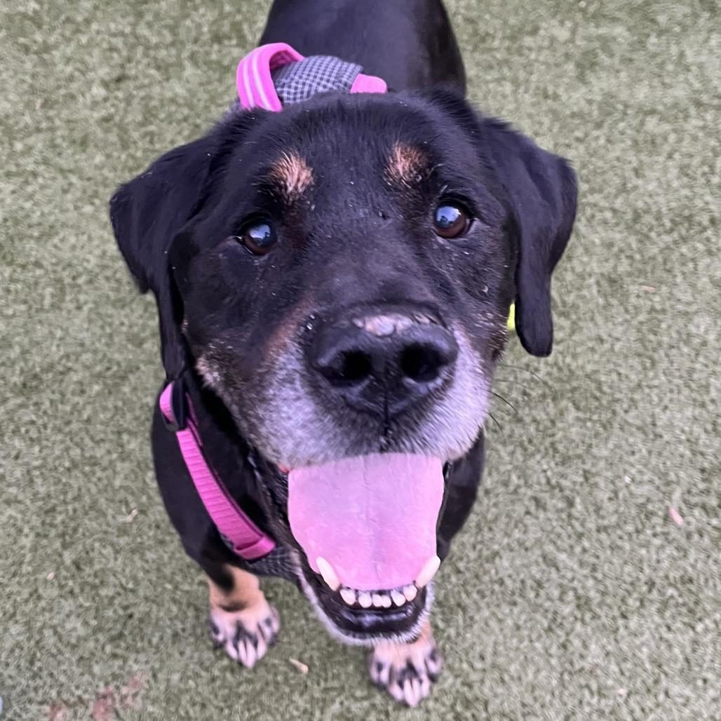 Enlarge Dobbie, a Adoptable mixed breed in Charlottesville, VA image 4/6