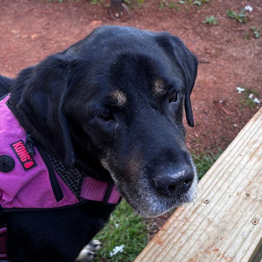 Enlarge Dobbie, a Adoptable mixed breed in Charlottesville, VA image 5/6