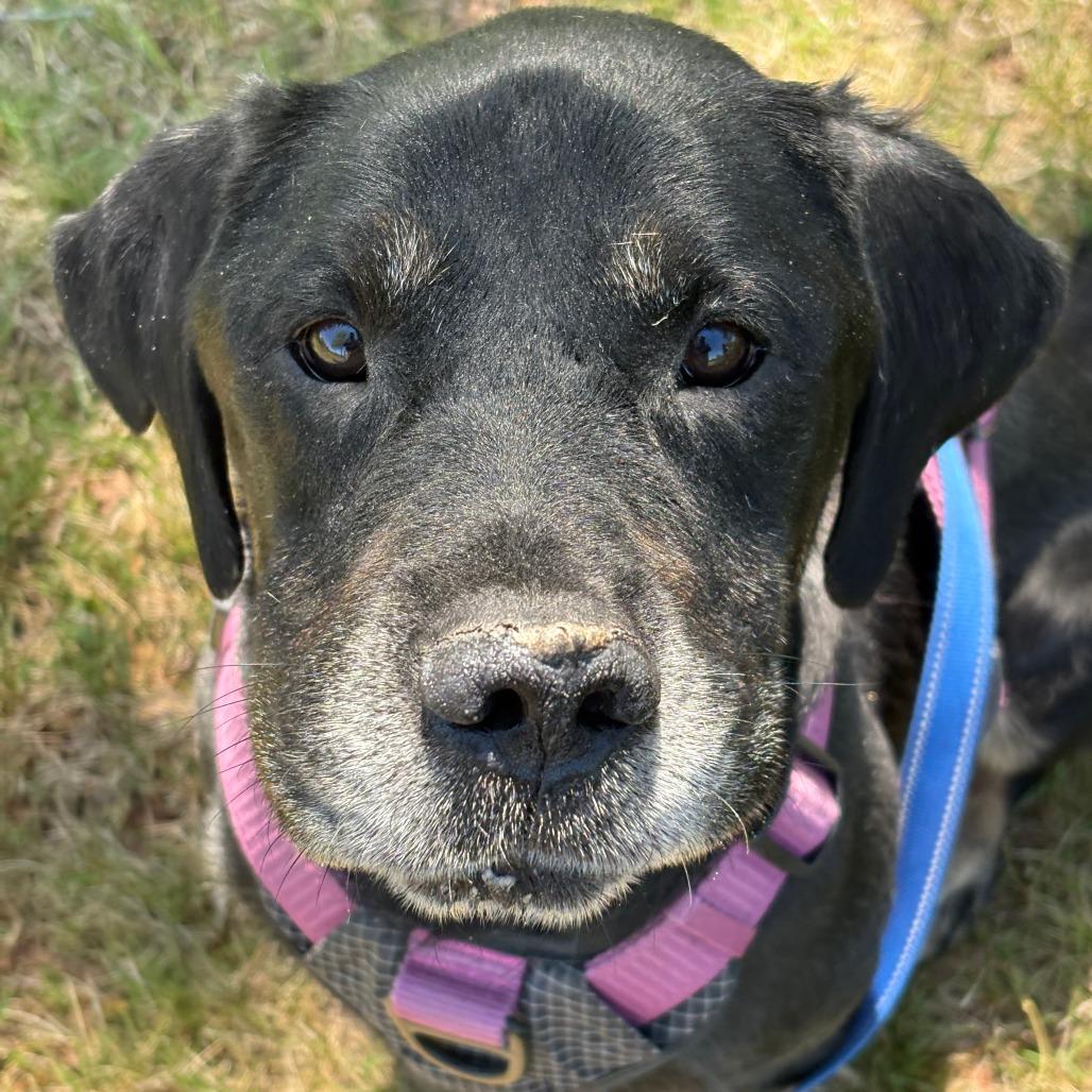 Enlarge Dobbie, a Adoptable mixed breed in Charlottesville, VA image 5/6