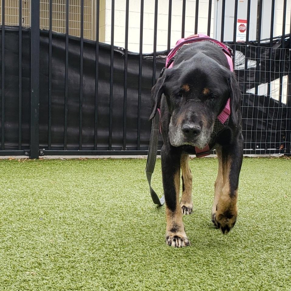 Enlarge Dobbie, a Adoptable mixed breed in Charlottesville, VA image 6/6