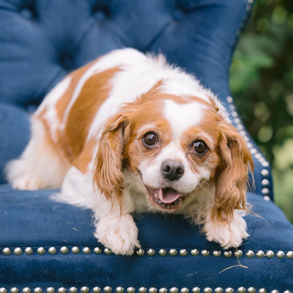 Dream Circle, an adoptable Cavalier King Charles Spaniel in Zionsville, IN_image-1