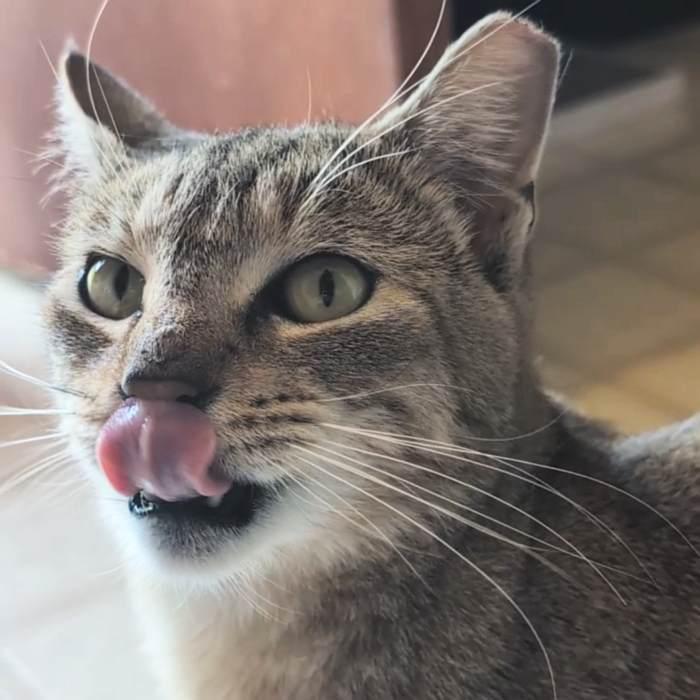Enlarge ECHO, an adopted Tabby in Sequim, WA image 2/4