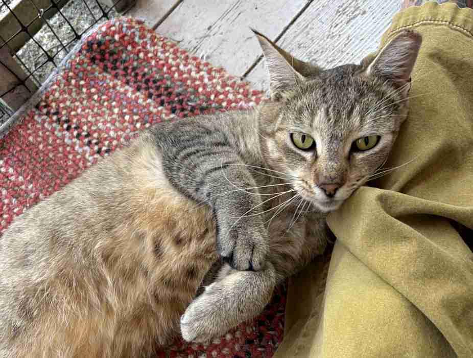 Enlarge ECHO, an adopted Tabby in Sequim, WA image 3/4