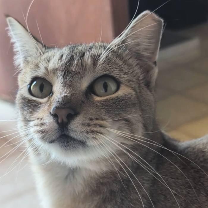 Enlarge ECHO, an adopted Tabby in Sequim, WA image 4/4