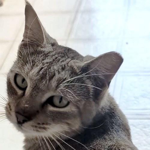 Enlarge ECHO, an adopted Tabby in Sequim, WA image 1/4