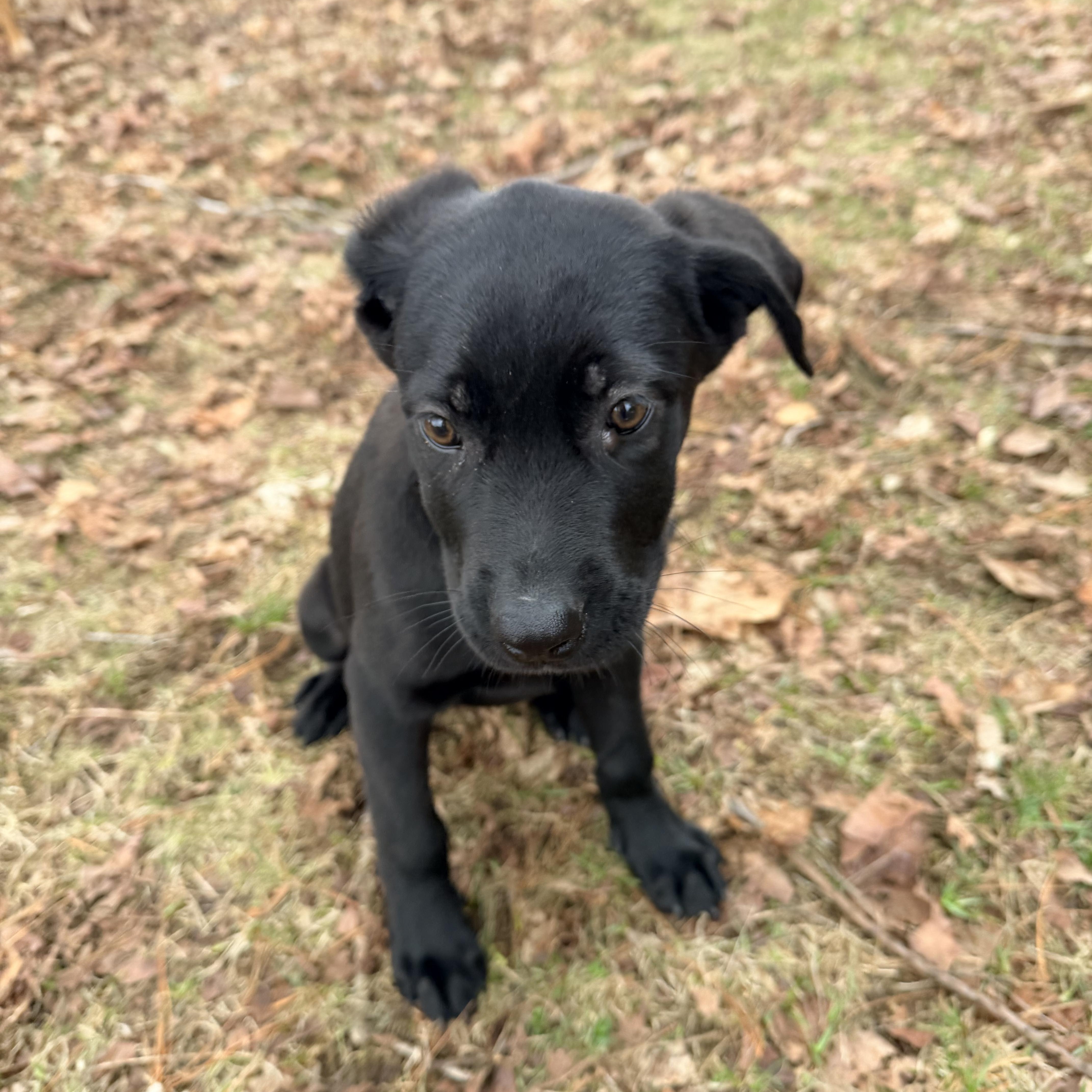 Lucy, a Adoptable mixed breed in oriskany, NY image 3/6