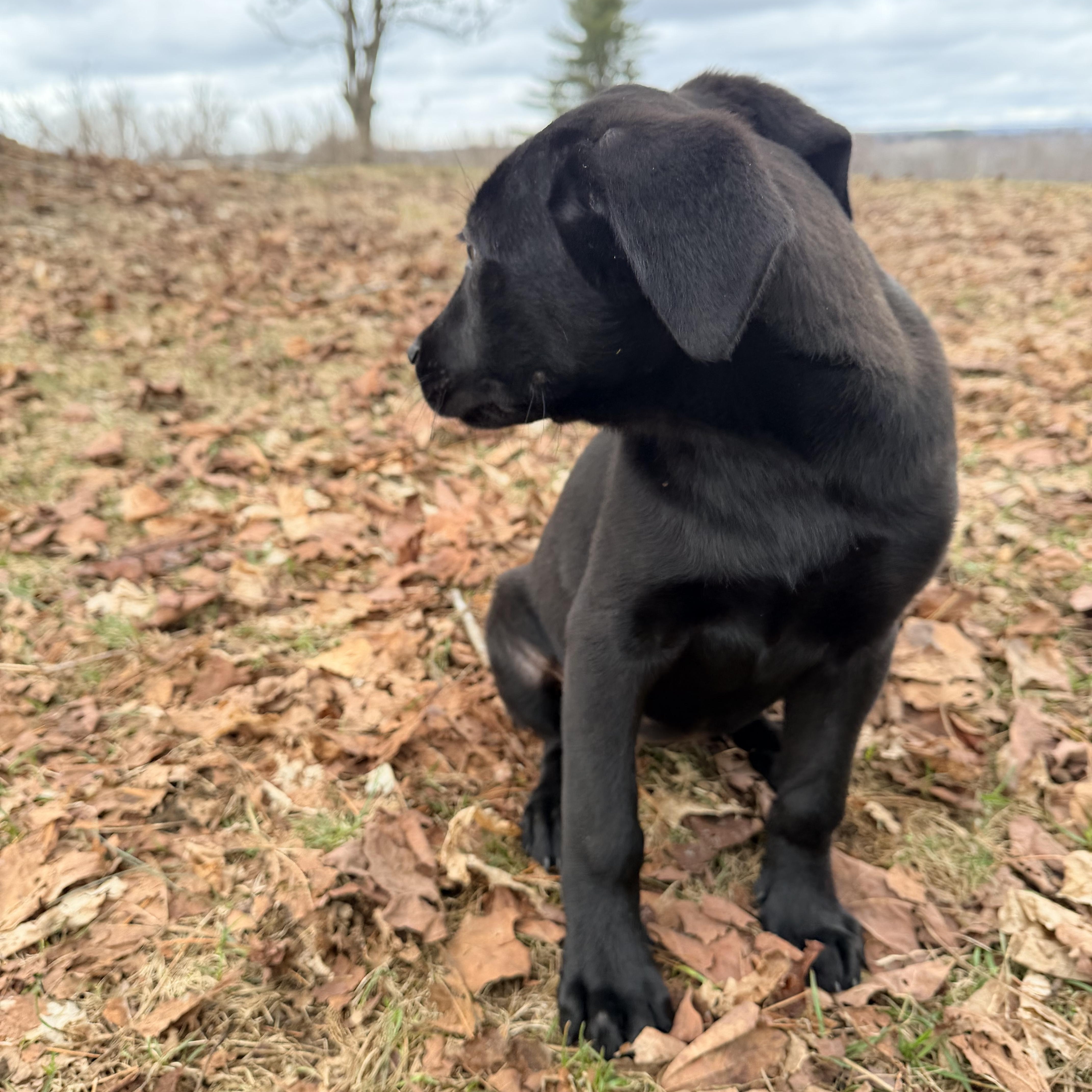 Lucy, a Adoptable mixed breed in oriskany, NY image 4/6