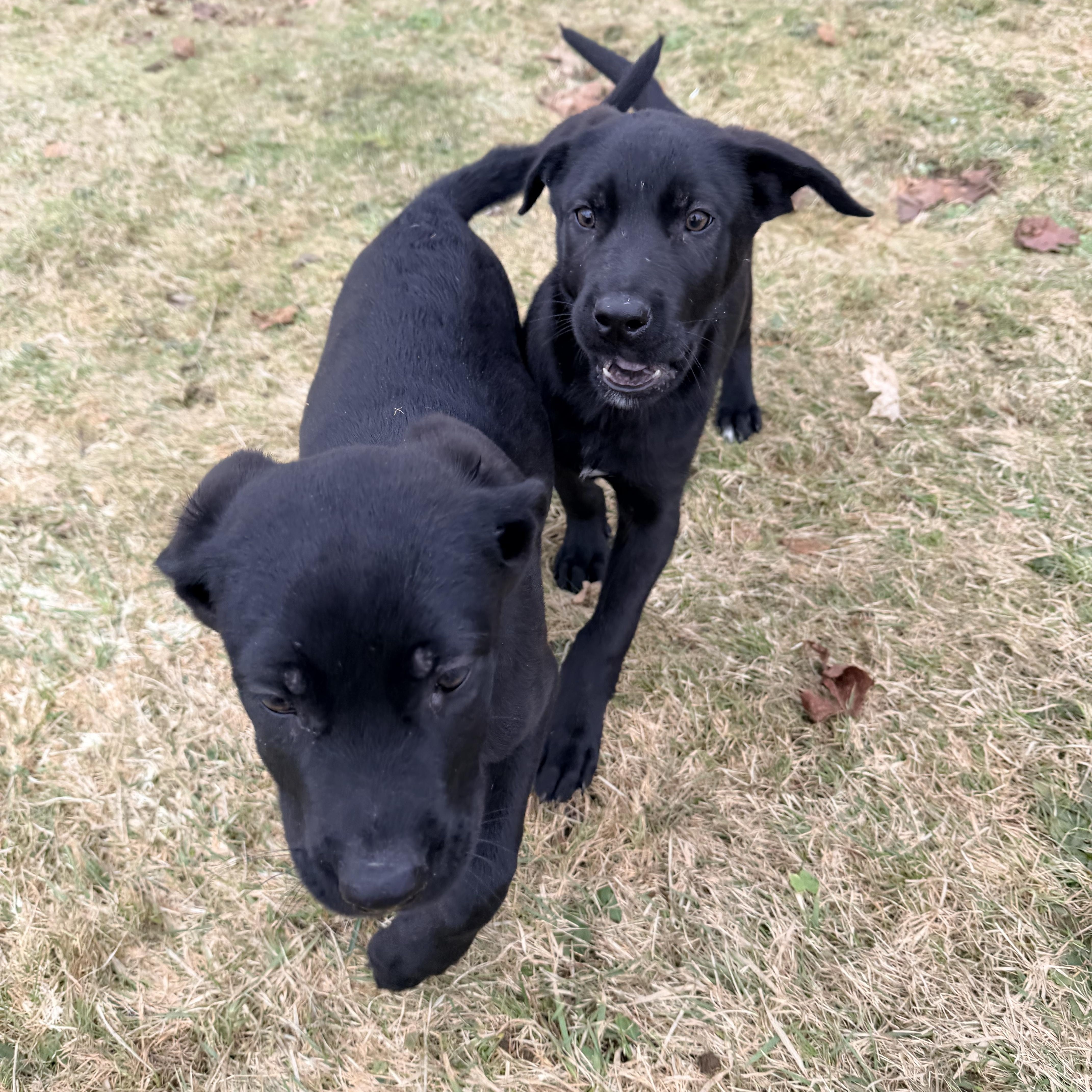 Lucy, a Adoptable mixed breed in oriskany, NY image 6/6