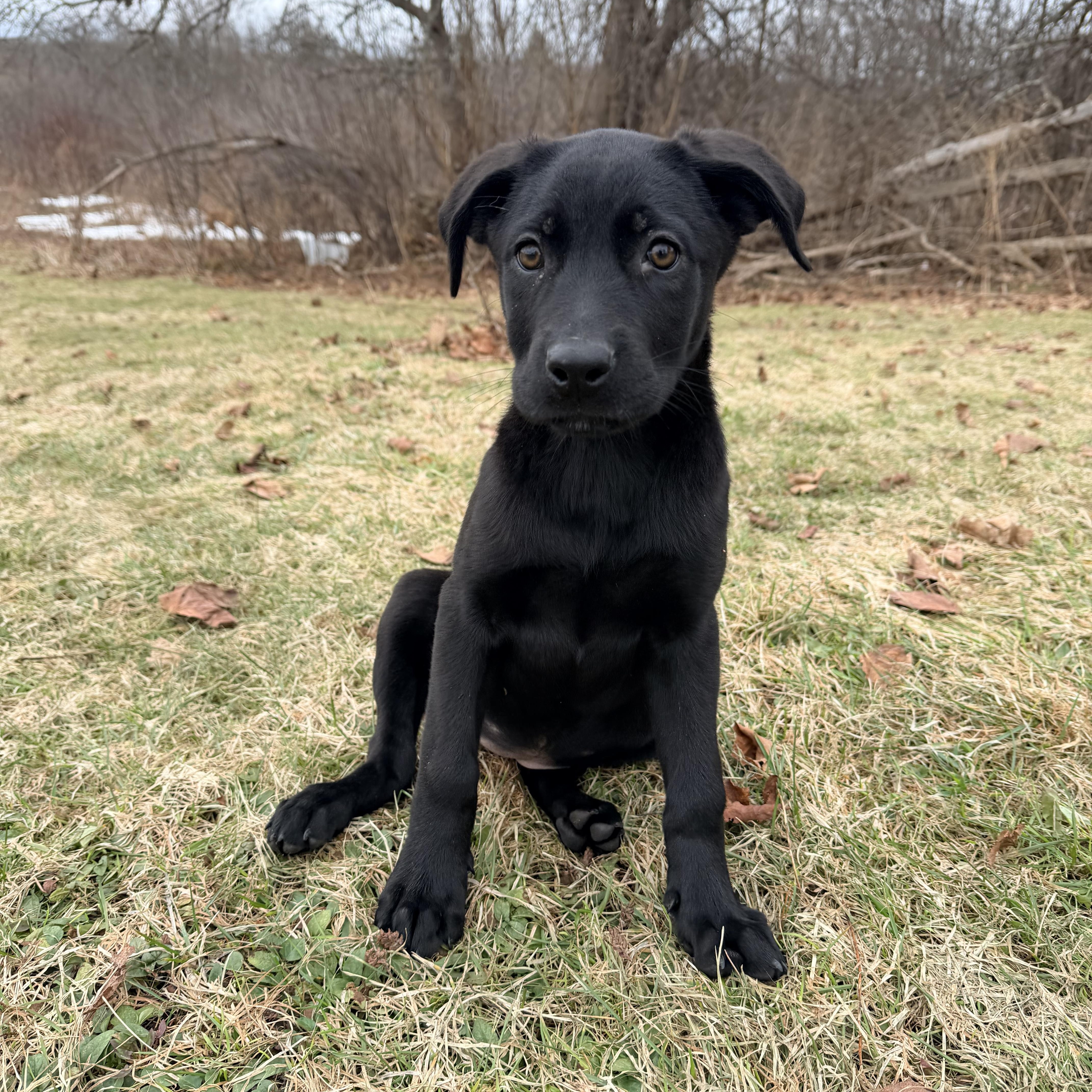 Lucy, a Adoptable mixed breed in oriskany, NY image 2/6