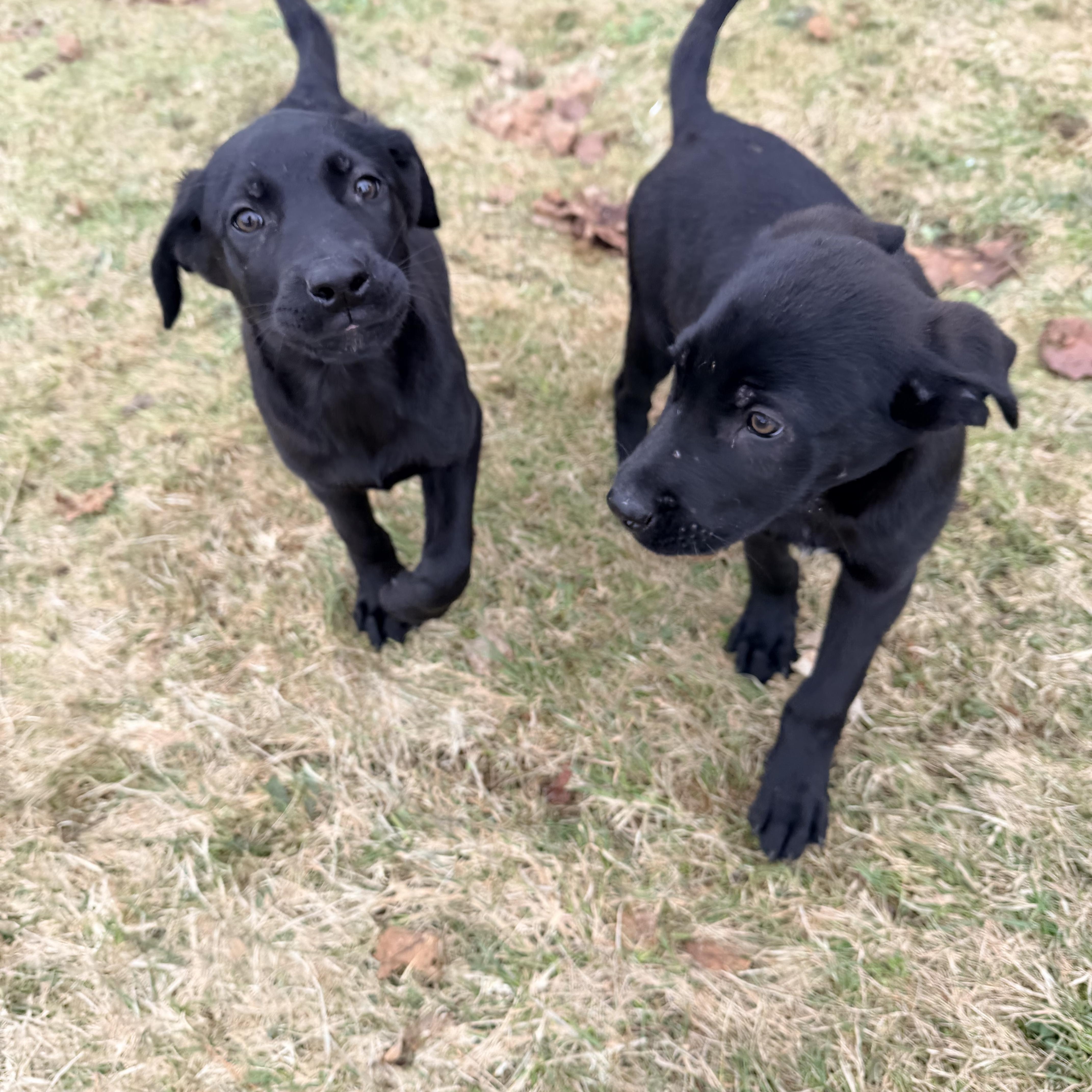Lucy, a Adoptable mixed breed in oriskany, NY image 5/6