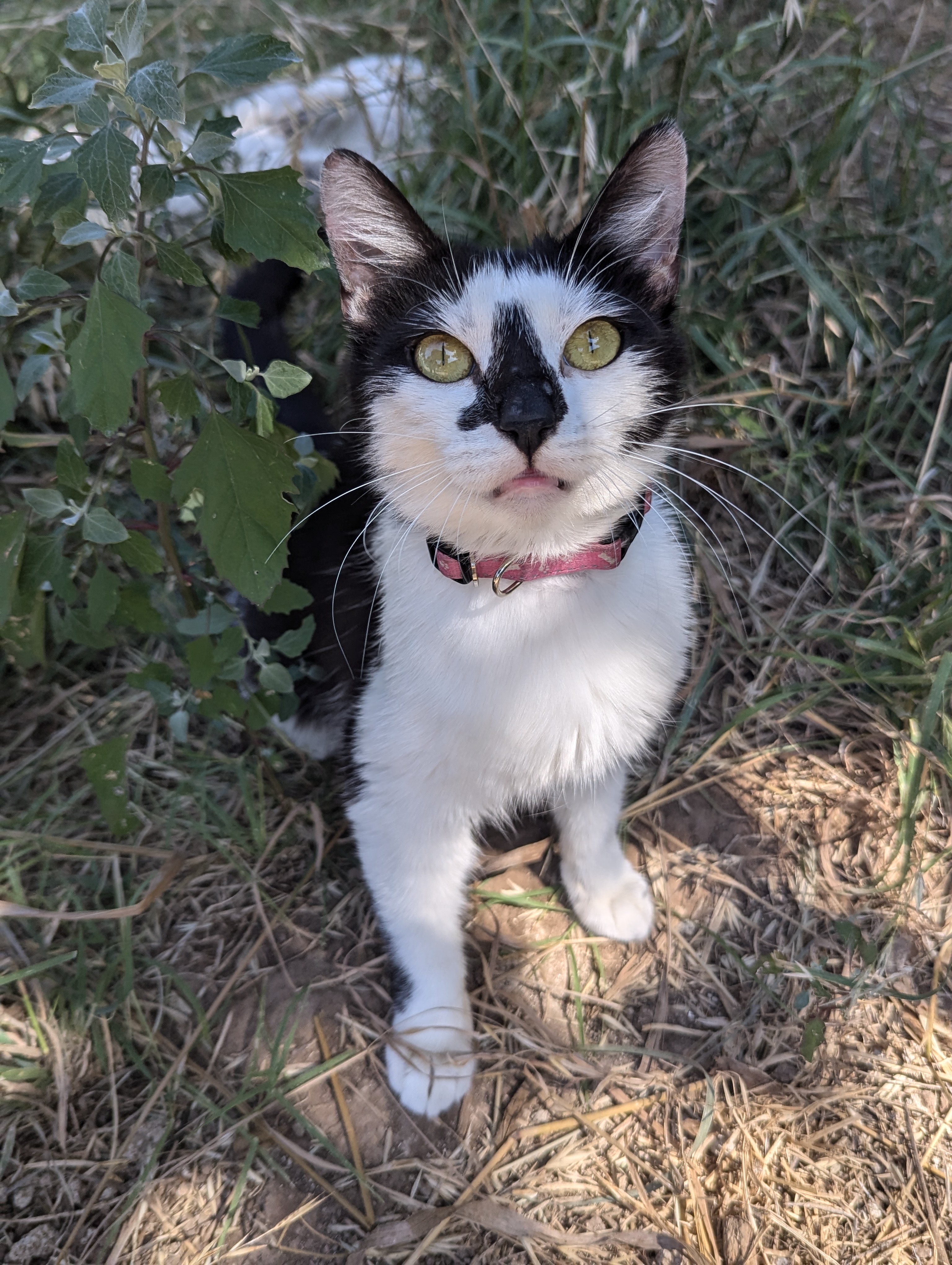 Cat for adoption Butterfly, a Domestic Short Hair Mix in Choctaw, OK