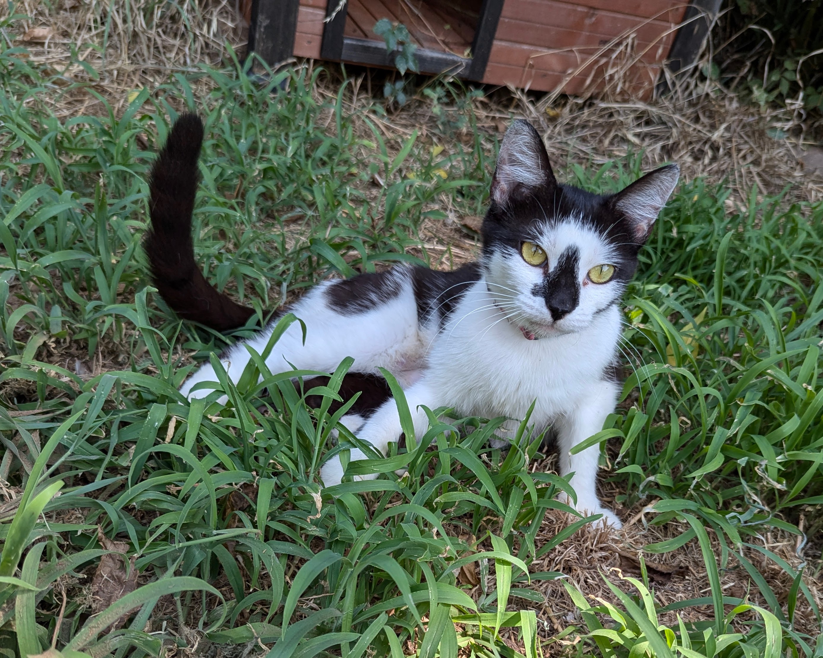 Cat for adoption Butterfly, a Domestic Short Hair Mix in Choctaw, OK