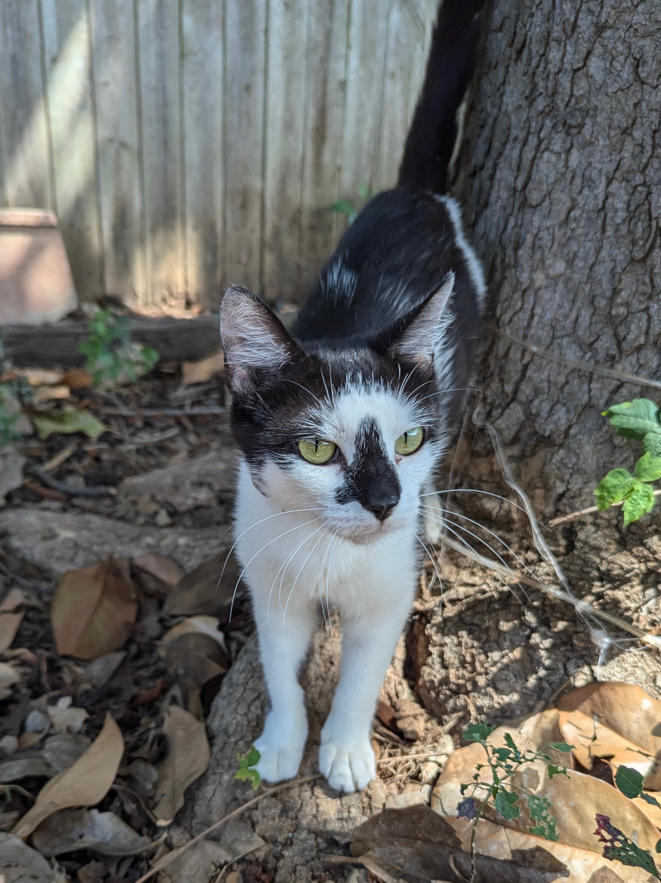 Cat for adoption Butterfly, a Domestic Short Hair Mix in Choctaw, OK