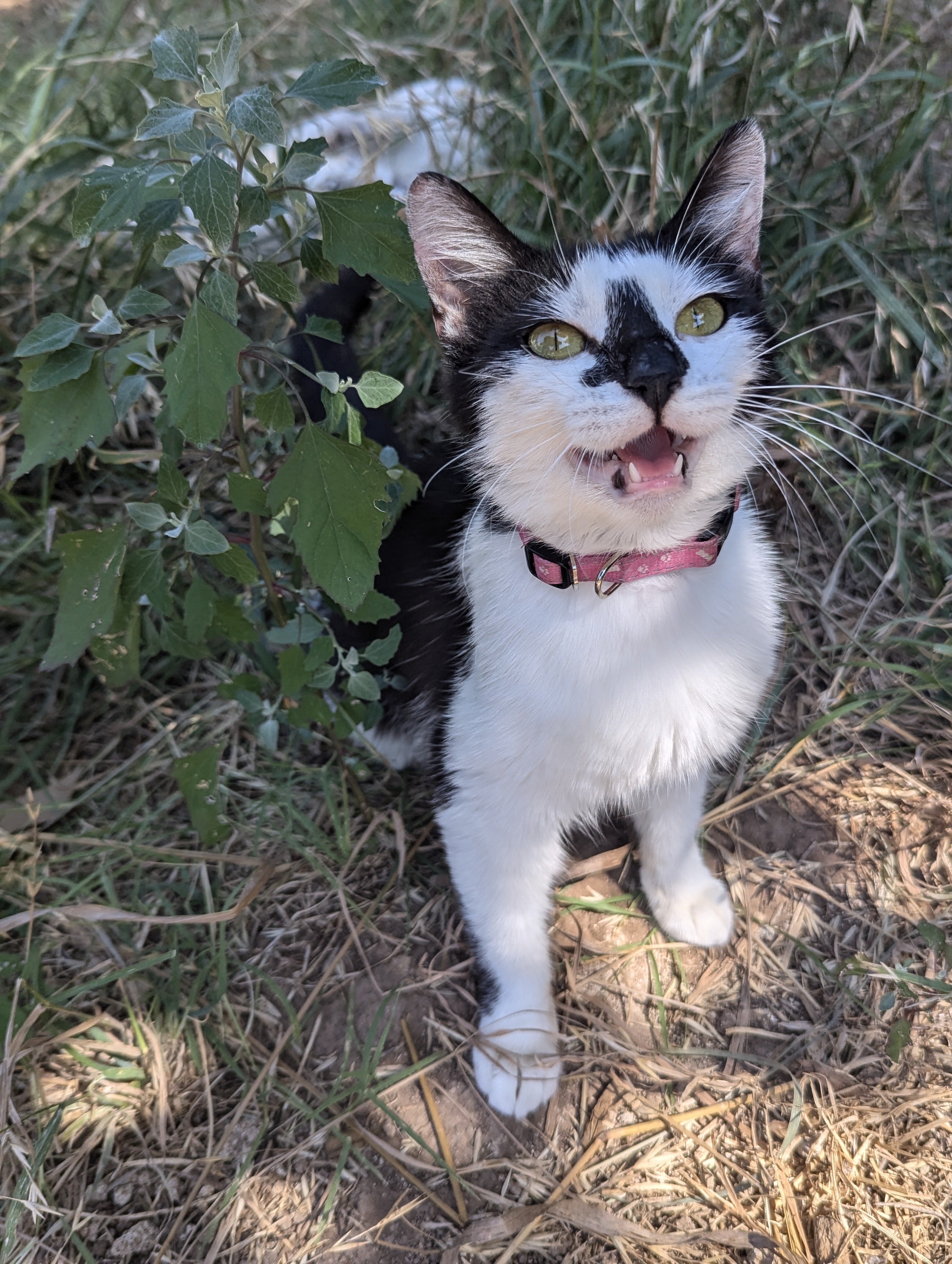 Cat for adoption Butterfly, a Domestic Short Hair Mix in Choctaw, OK