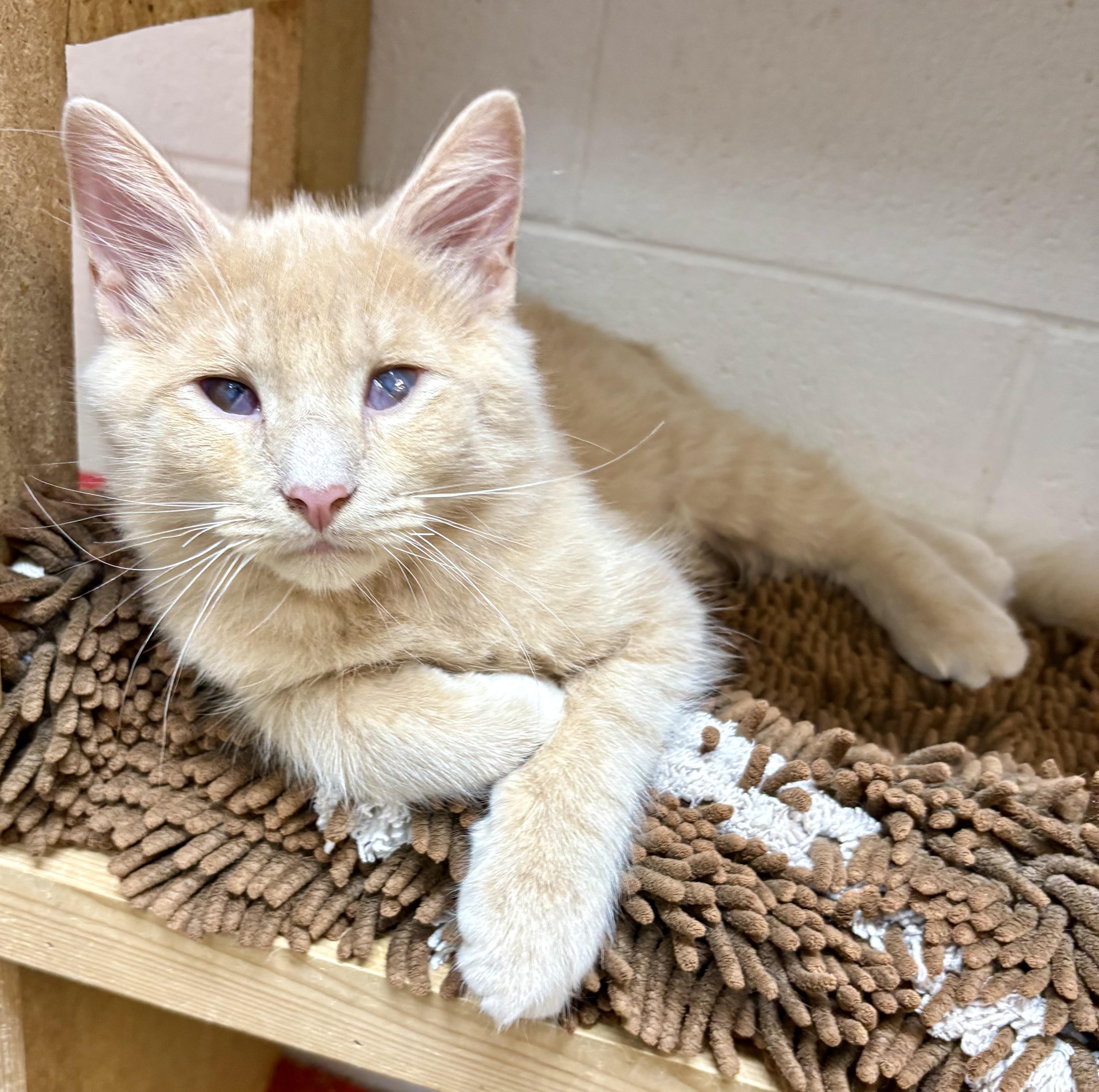 Enlarge Micah, a Adopted Domestic Long Hair in Columbus, OH image 2/5