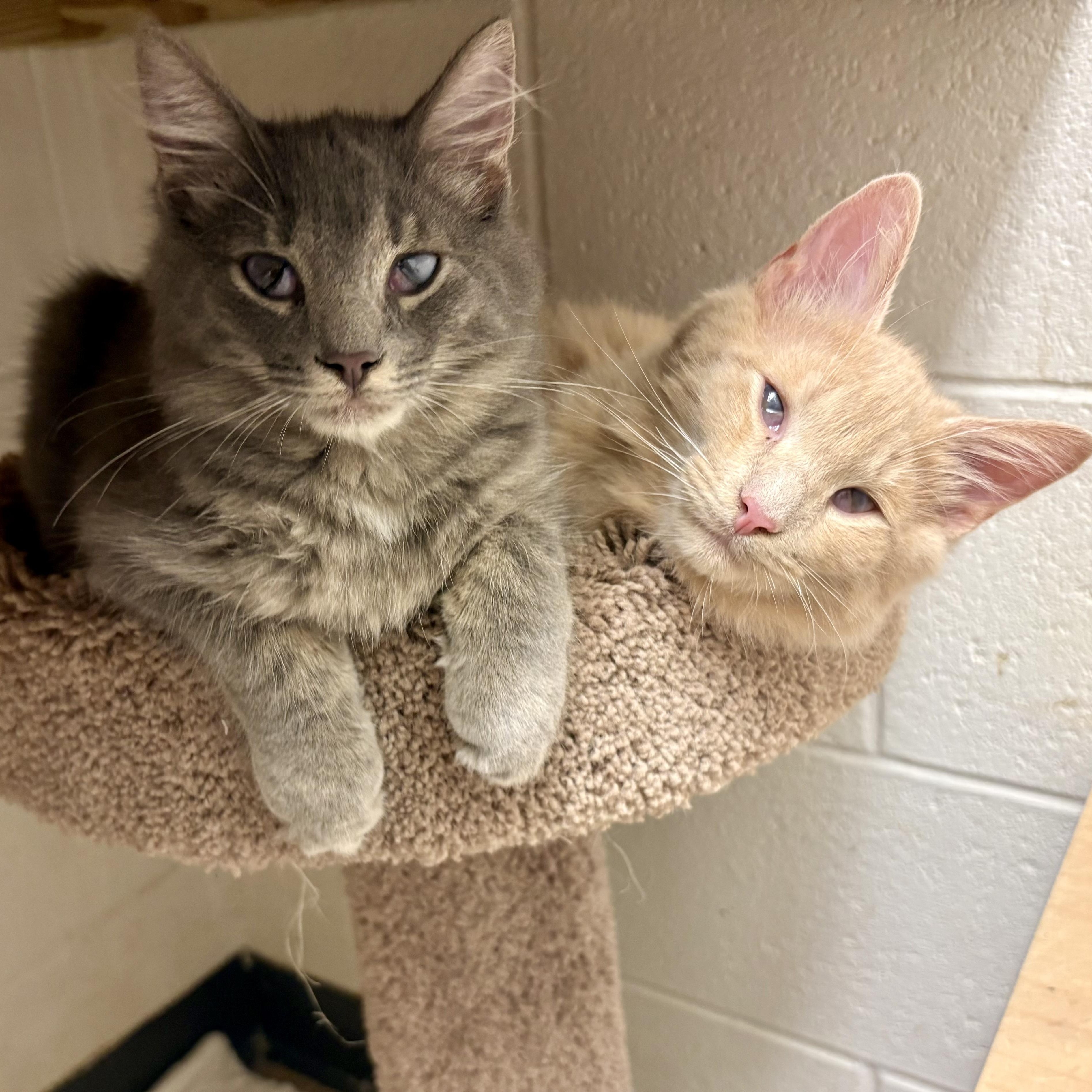 Enlarge Micah, a Adopted Domestic Long Hair in Columbus, OH image 5/5