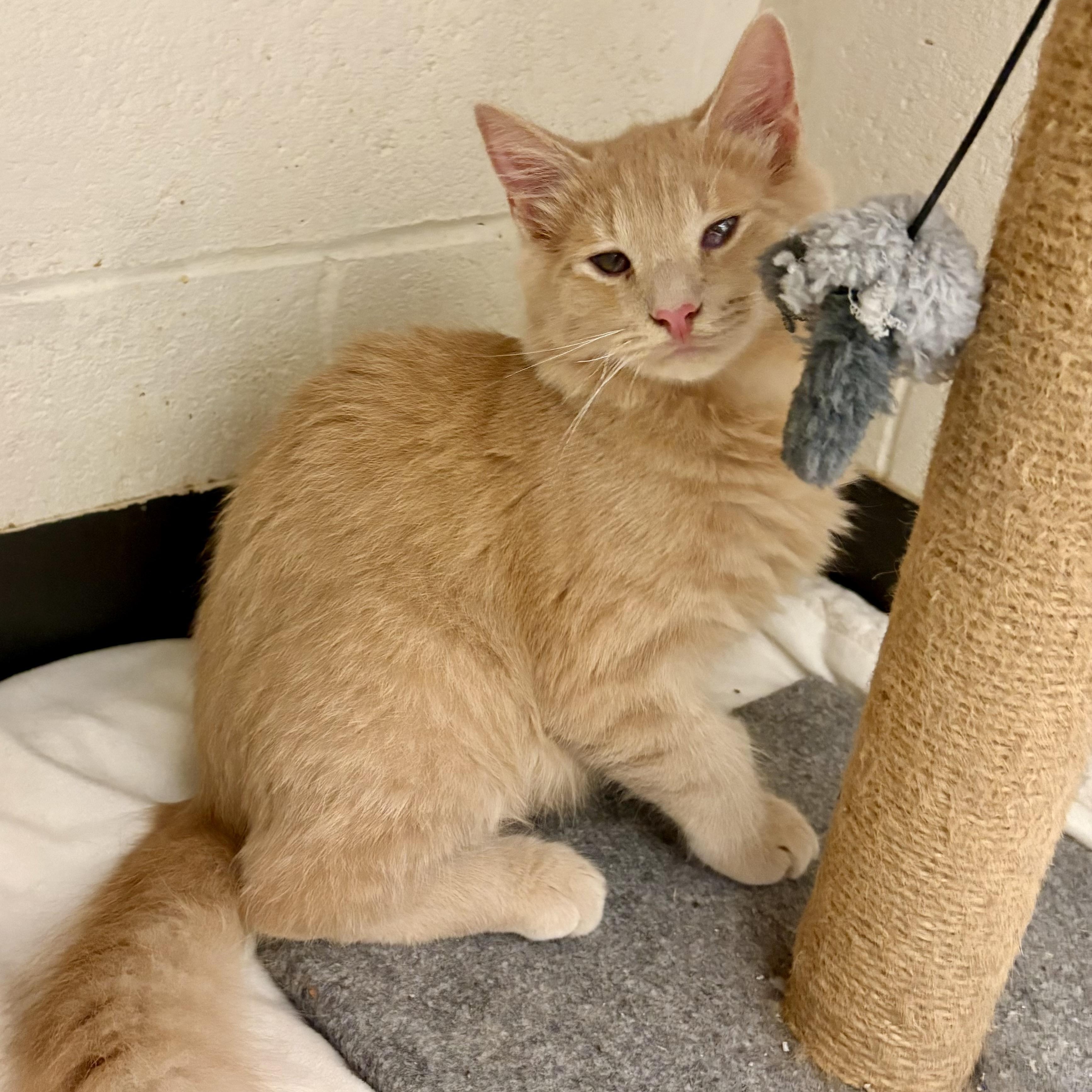 Micah, Adopted, Kitten Male Domestic Long Hair.