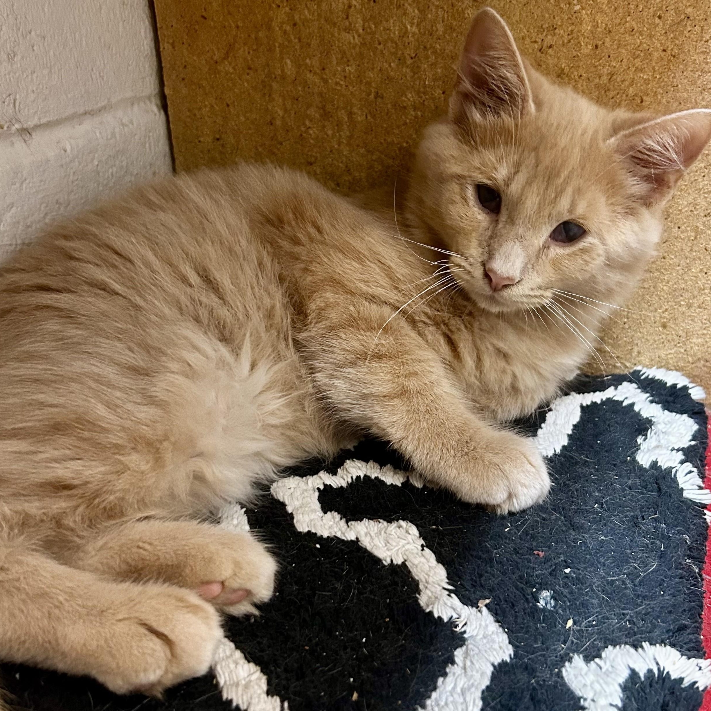 Enlarge Micah, a Adopted Domestic Long Hair in Columbus, OH image 3/5