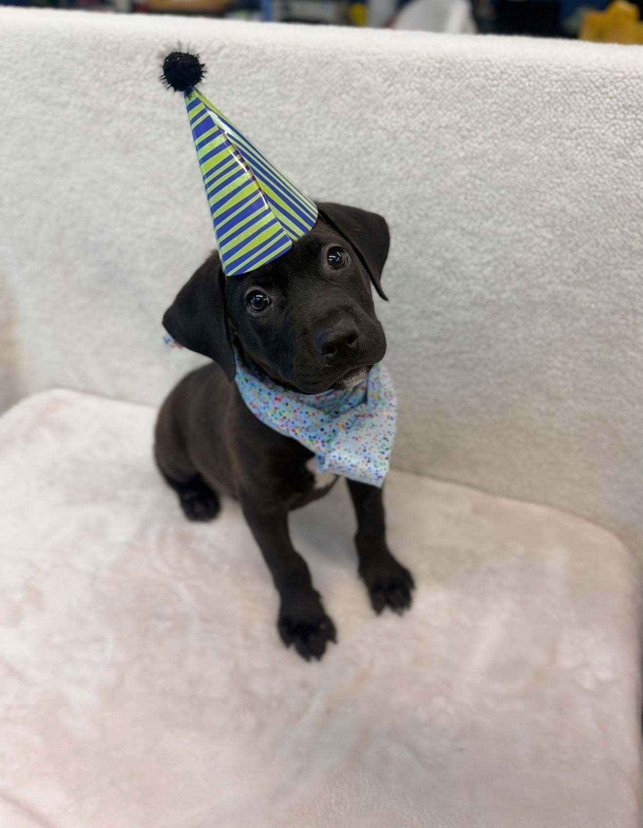 Tom Hanks, a ADOPTABLE mixed breed in Parker, CO image 1/4