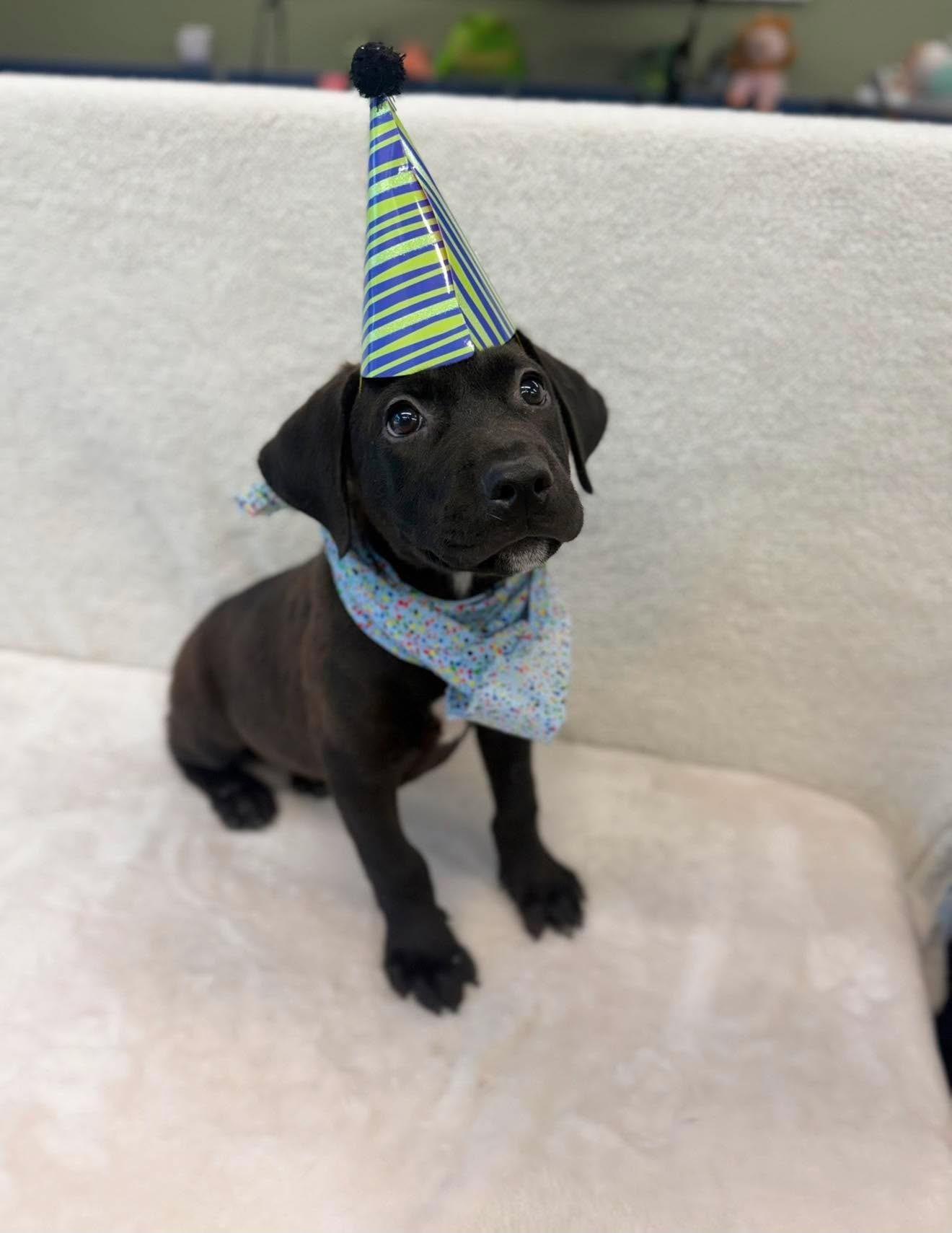 Tom Hanks, a ADOPTABLE mixed breed in Parker, CO image 3/4