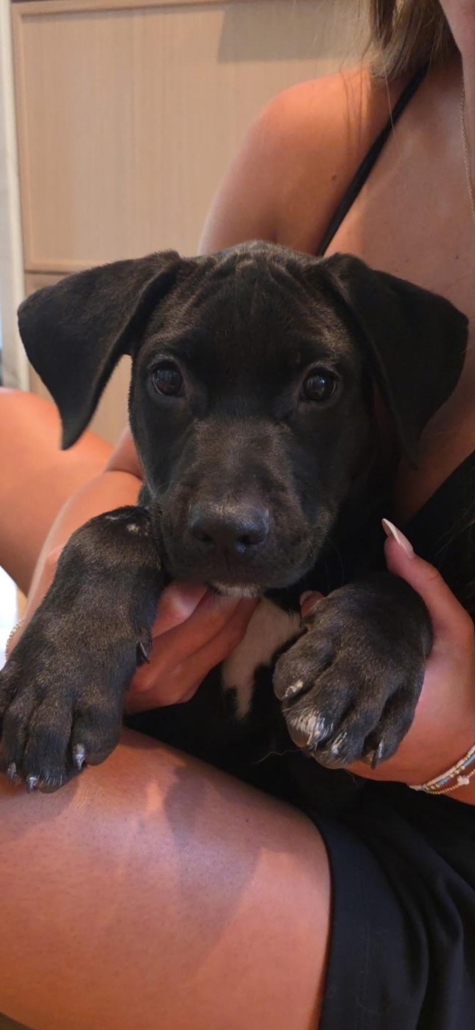 Tom Hanks, a ADOPTABLE mixed breed in Parker, CO image 2/4
