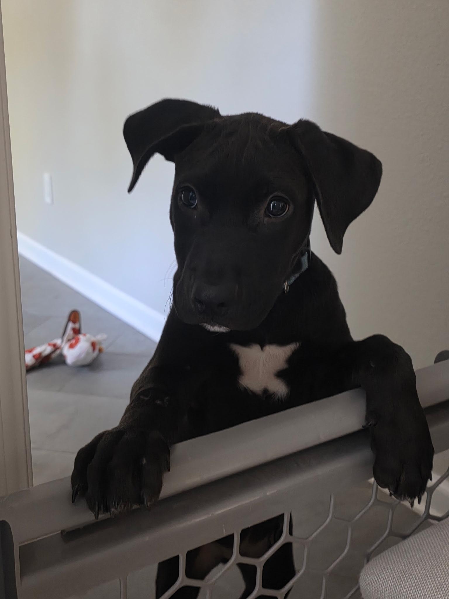 Tom Hanks, a ADOPTABLE mixed breed in Parker, CO image 4/4