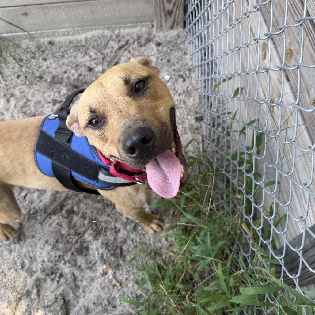 Gage 29786, Adoptable, Adult Male Mixed Breed.