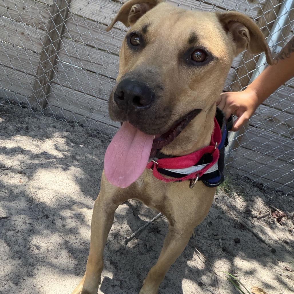 Gage 29786, a Adoptable Mixed Breed in Middleburg, FL image 2/3