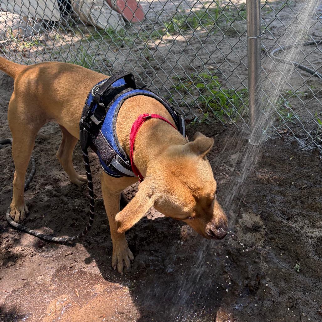 Gage 29786, a Adoptable Mixed Breed in Middleburg, FL image 3/3