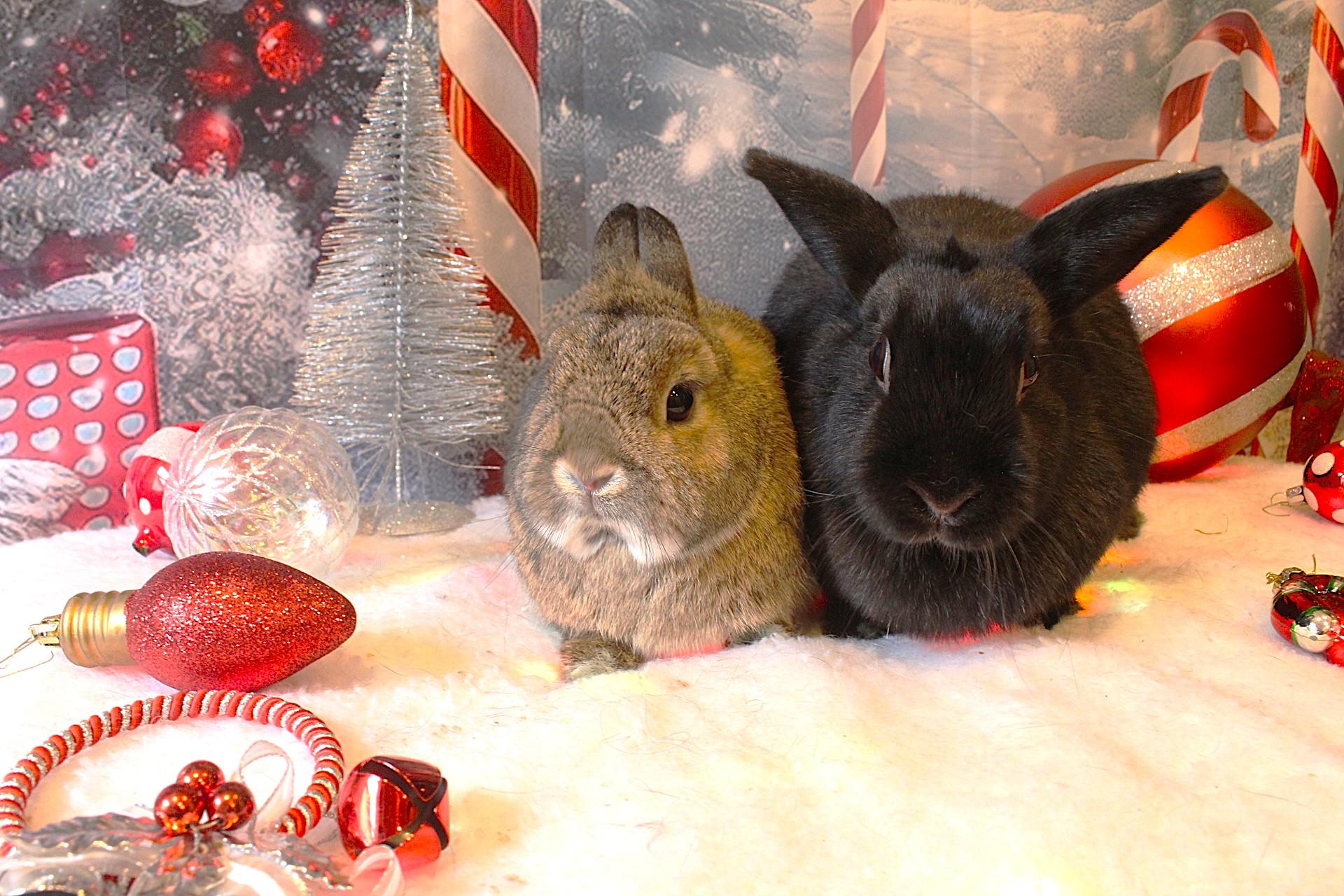 Butters & Toast, a ADOPTABLE Dwarf in Hillside, NJ image 1/3