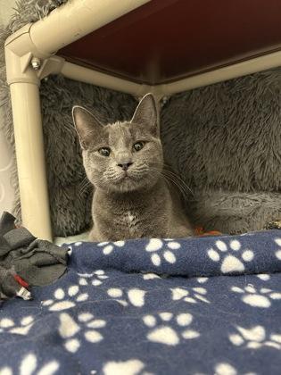 Stella, Adoptable, Adult Female Domestic Short Hair & Domestic Short Hair.